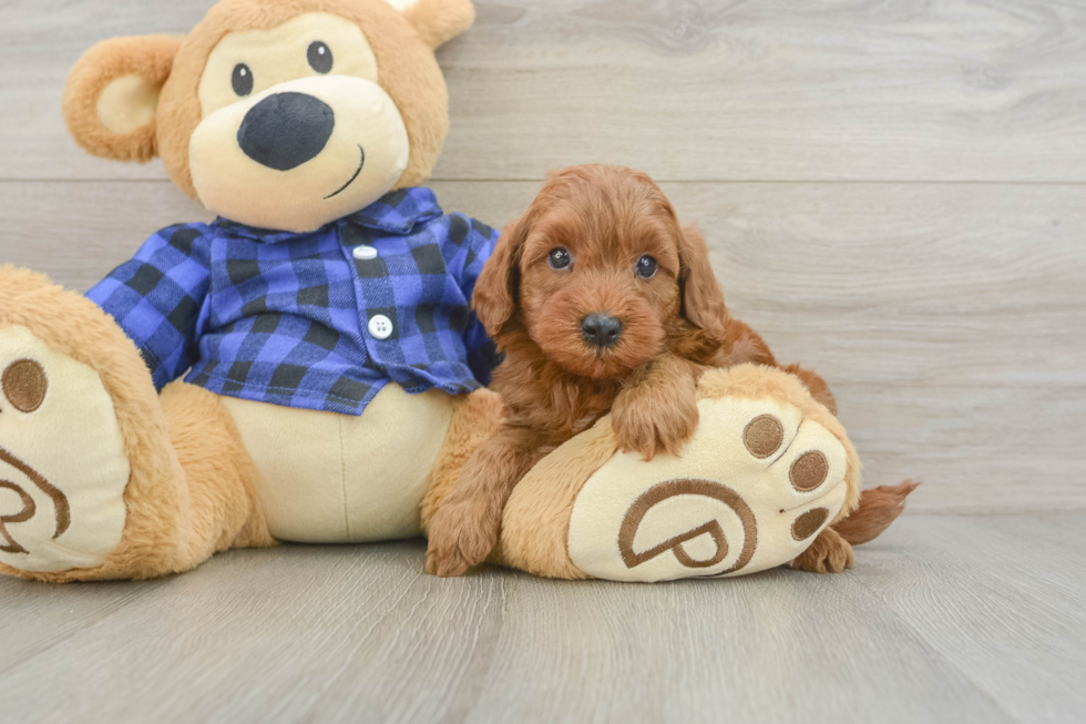 Energetic Mini Irishdoodle Poodle Mix Puppy