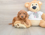 5 week old Mini Irish Doodle Puppy For Sale - Lone Star Pups