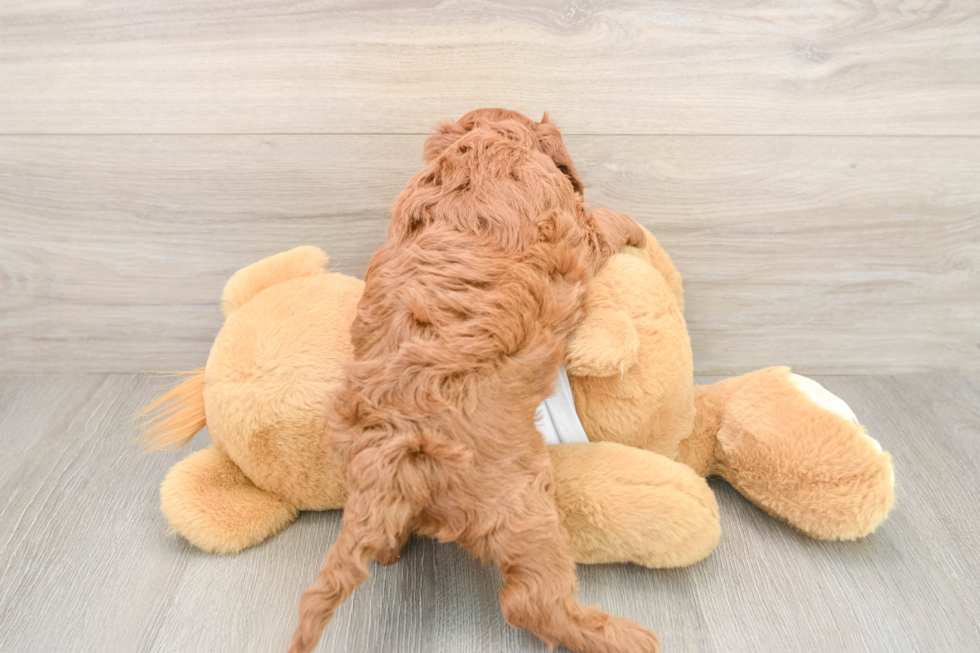 Hypoallergenic Setterdoodle Poodle Mix Puppy