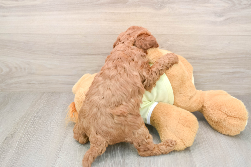 Popular Mini Irish Doodle Poodle Mix Pup