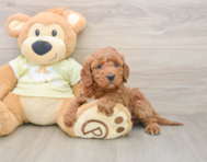 5 week old Mini Irish Doodle Puppy For Sale - Lone Star Pups