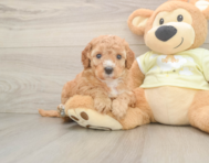 6 week old Mini Irish Doodle Puppy For Sale - Lone Star Pups