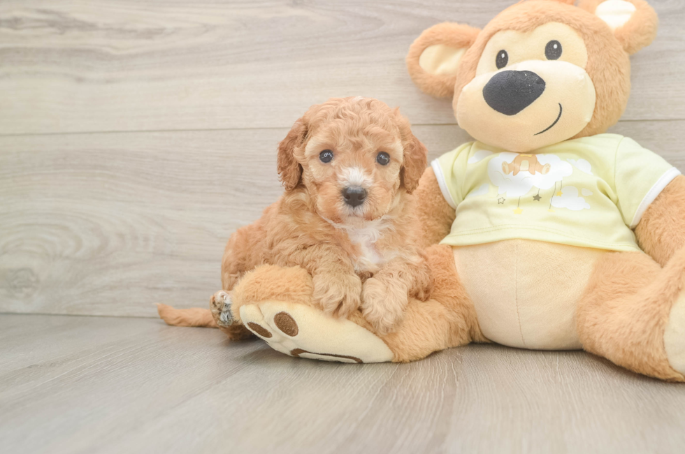 5 week old Mini Irish Doodle Puppy For Sale - Lone Star Pups
