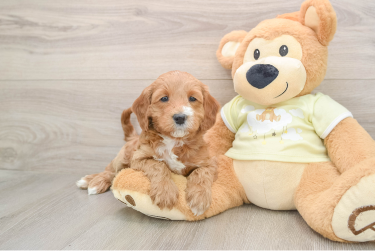 Small Mini Irish Doodle Baby