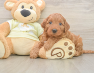 6 week old Mini Irish Doodle Puppy For Sale - Lone Star Pups