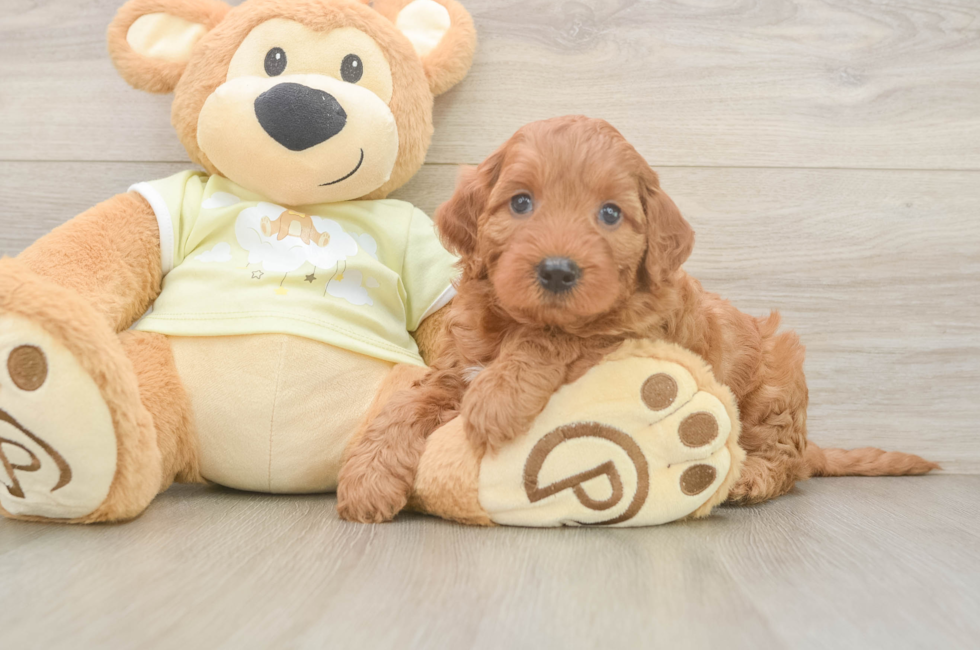 5 week old Mini Irish Doodle Puppy For Sale - Lone Star Pups
