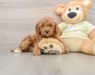 6 week old Mini Irish Doodle Puppy For Sale - Lone Star Pups