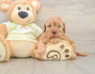 6 week old Mini Irish Doodle Puppy For Sale - Lone Star Pups