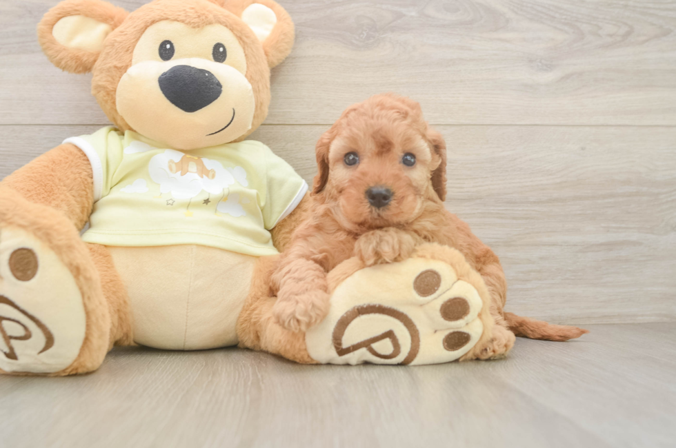 5 week old Mini Irish Doodle Puppy For Sale - Lone Star Pups