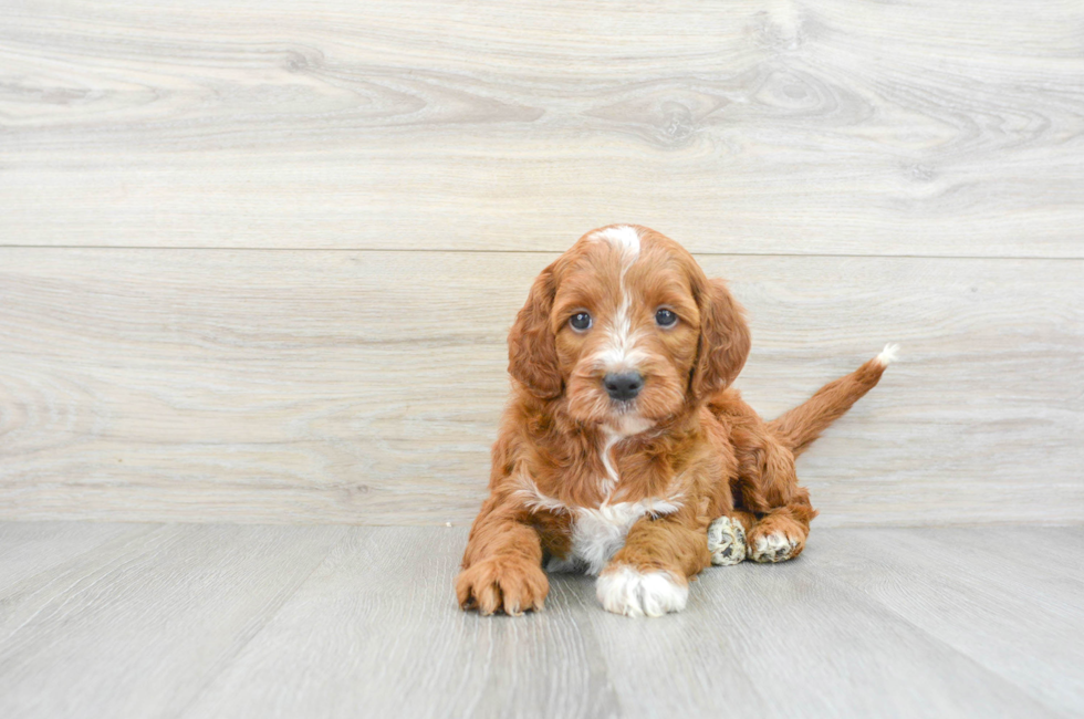6 week old Mini Irish Doodle Puppy For Sale - Lone Star Pups