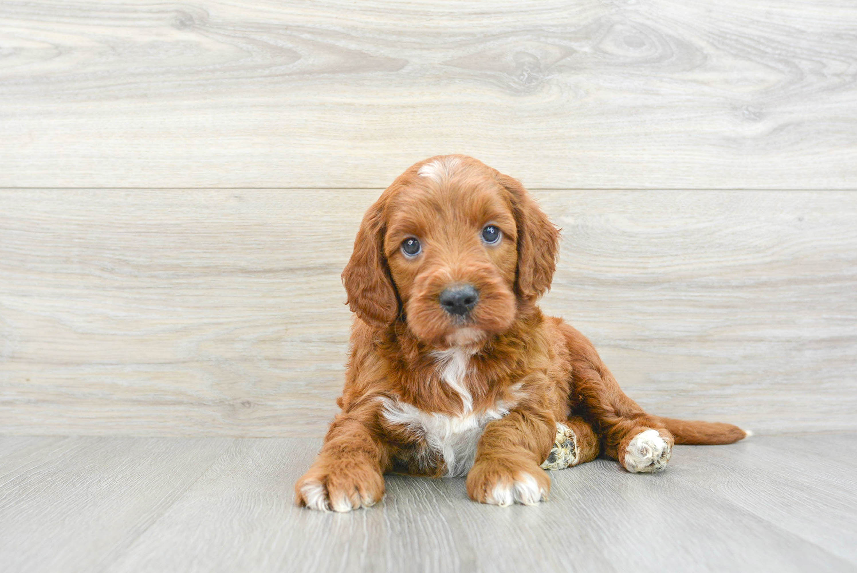 Mini Irish Doodle Puppy for Adoption