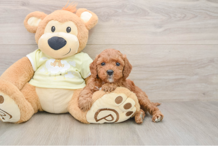 Best Mini Irish Doodle Baby