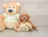 6 week old Mini Irish Doodle Puppy For Sale - Lone Star Pups