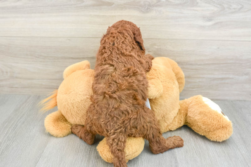 Meet Wasabi - our Mini Irish Doodle Puppy Photo 2/3 - Lone Star Pups