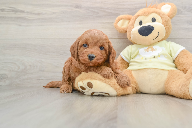 Smart Mini Irish Doodle Poodle Mix Pup