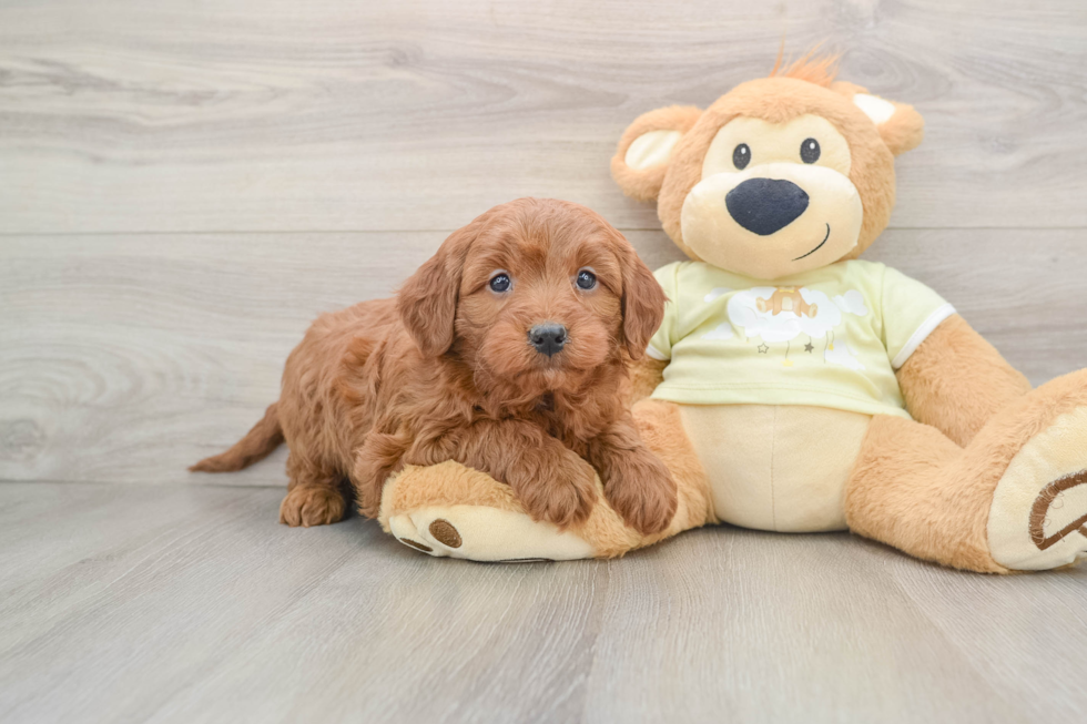 Mini Irish Doodle Puppy for Adoption