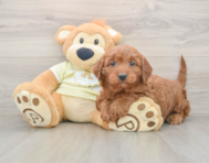 6 week old Mini Irish Doodle Puppy For Sale - Lone Star Pups