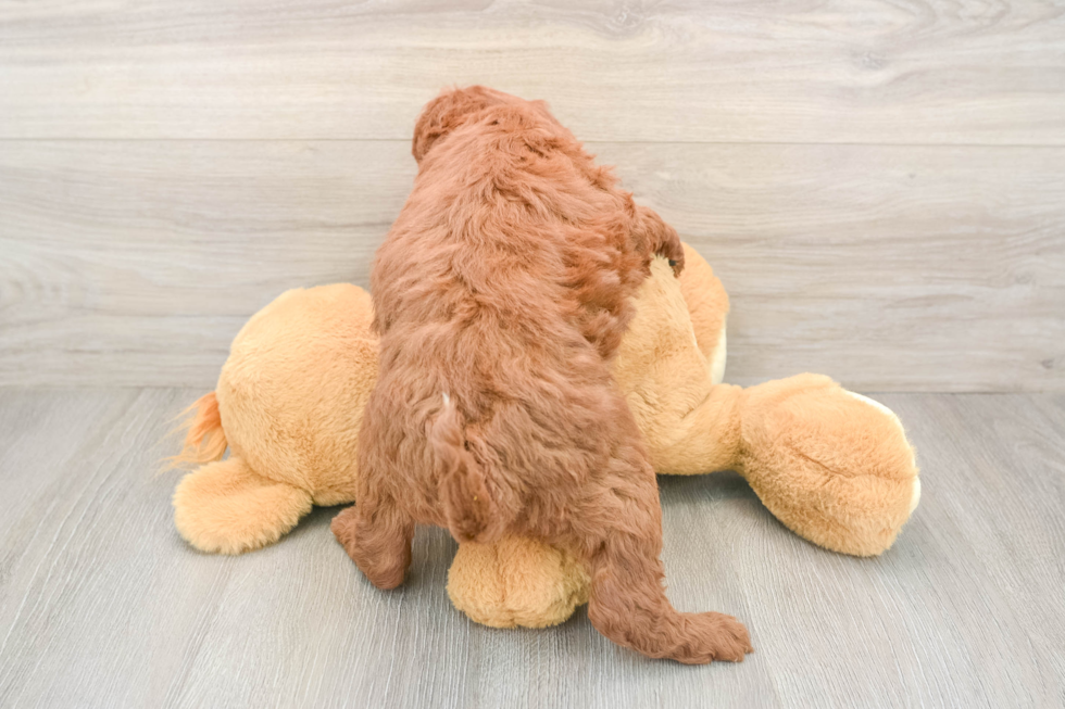 Best Mini Irish Doodle Baby