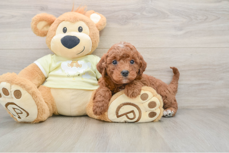 Best Mini Irish Doodle Baby