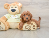 5 week old Mini Irish Doodle Puppy For Sale - Lone Star Pups