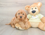 5 week old Mini Irish Doodle Puppy For Sale - Lone Star Pups