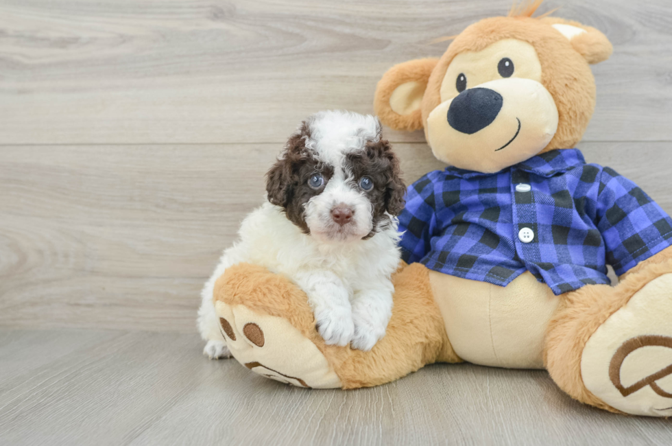 5 week old Mini Labradoodle Puppy For Sale - Lone Star Pups