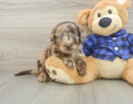 5 week old Mini Labradoodle Puppy For Sale - Lone Star Pups