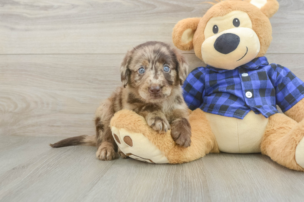 5 week old Mini Labradoodle Puppy For Sale - Lone Star Pups