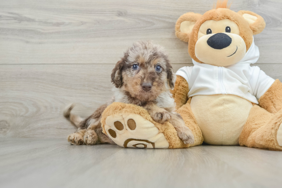 Friendly Mini Labradoodle Baby