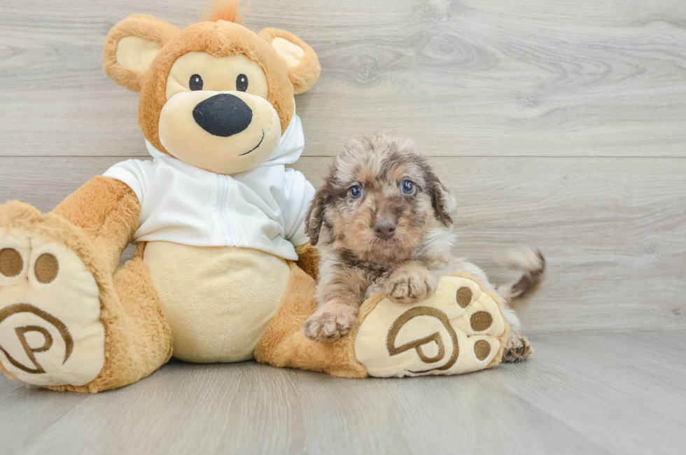 6 week old Mini Labradoodle Puppy For Sale - Lone Star Pups