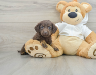 6 week old Mini Labradoodle Puppy For Sale - Lone Star Pups