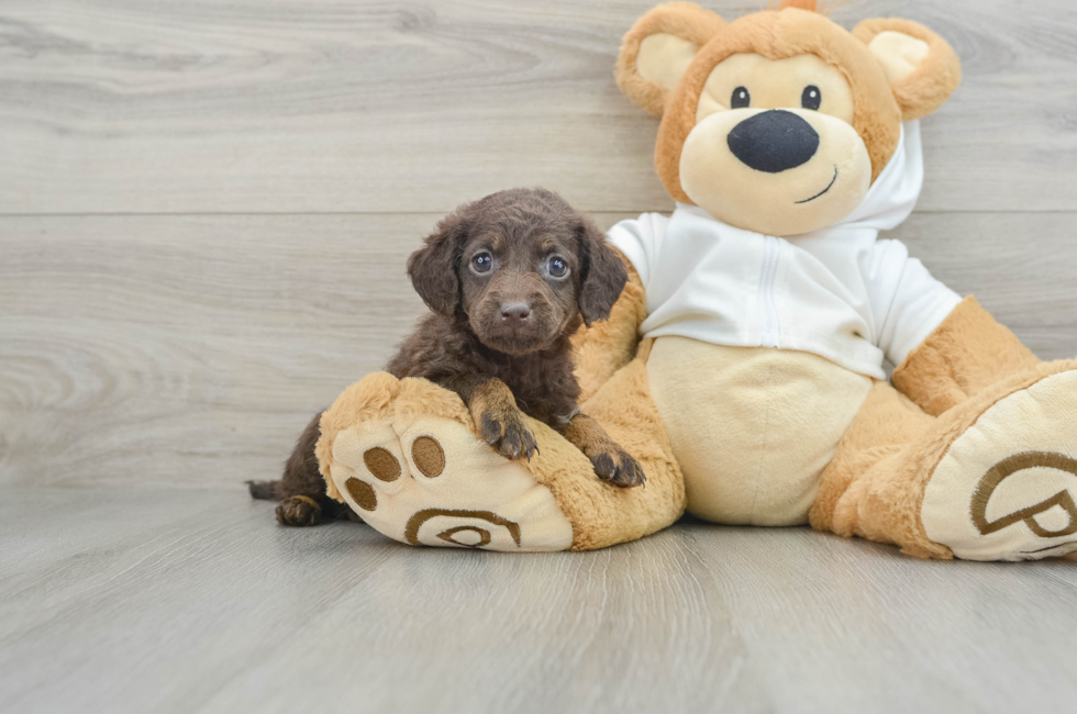 6 week old Mini Labradoodle Puppy For Sale - Lone Star Pups