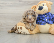 7 week old Mini Labradoodle Puppy For Sale - Lone Star Pups