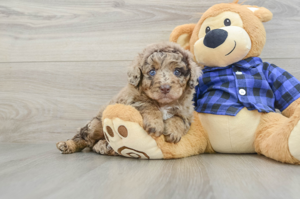 5 week old Mini Labradoodle Puppy For Sale - Lone Star Pups