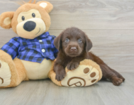 5 week old Mini Labradoodle Puppy For Sale - Lone Star Pups