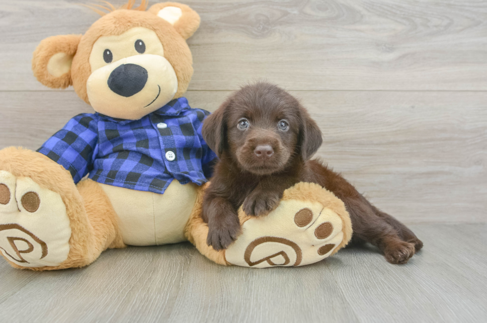 5 week old Mini Labradoodle Puppy For Sale - Lone Star Pups