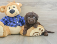 5 week old Mini Labradoodle Puppy For Sale - Lone Star Pups