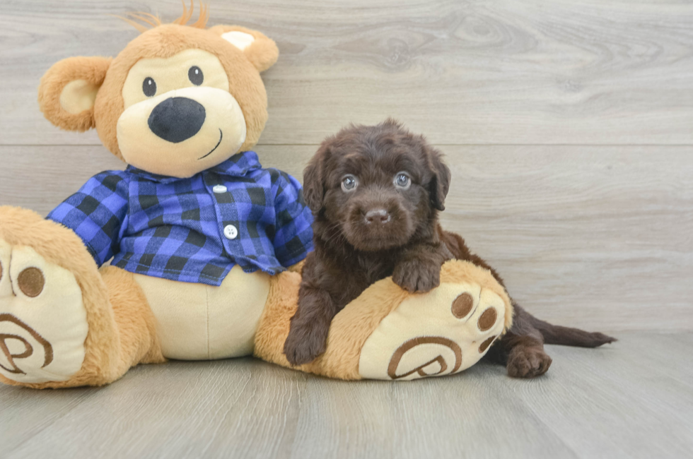5 week old Mini Labradoodle Puppy For Sale - Lone Star Pups