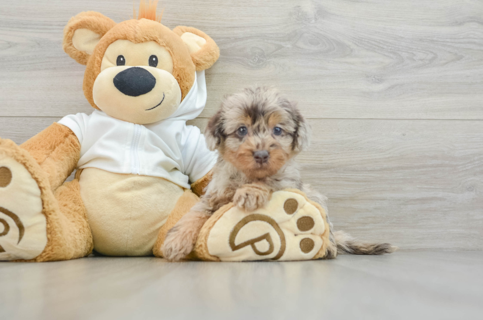 6 week old Mini Labradoodle Puppy For Sale - Lone Star Pups