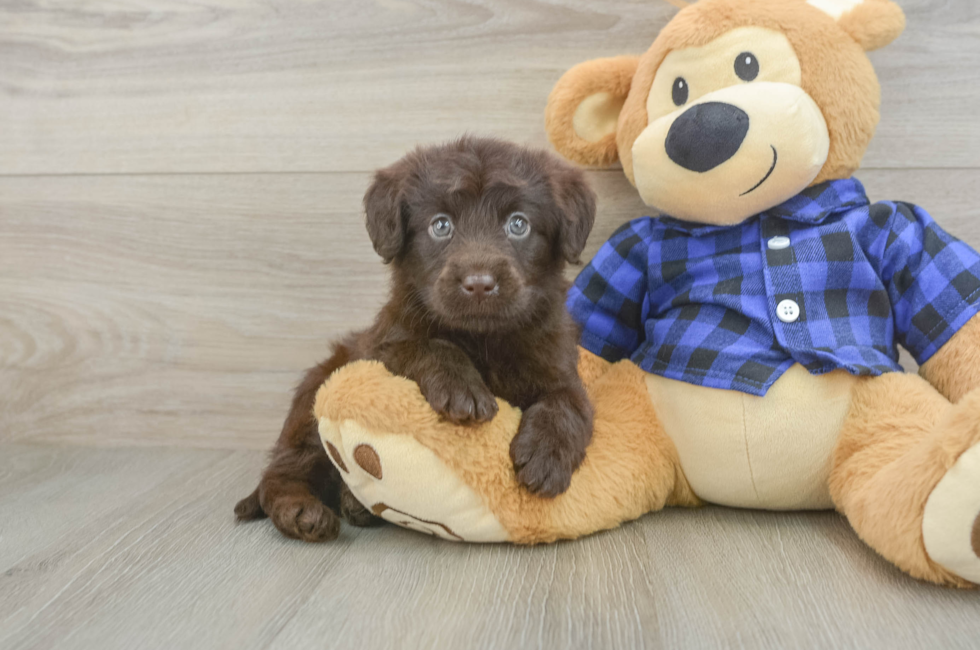 5 week old Mini Labradoodle Puppy For Sale - Lone Star Pups