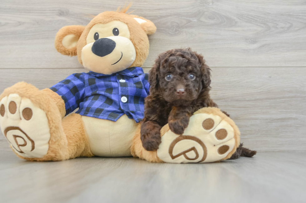 5 week old Mini Labradoodle Puppy For Sale - Lone Star Pups