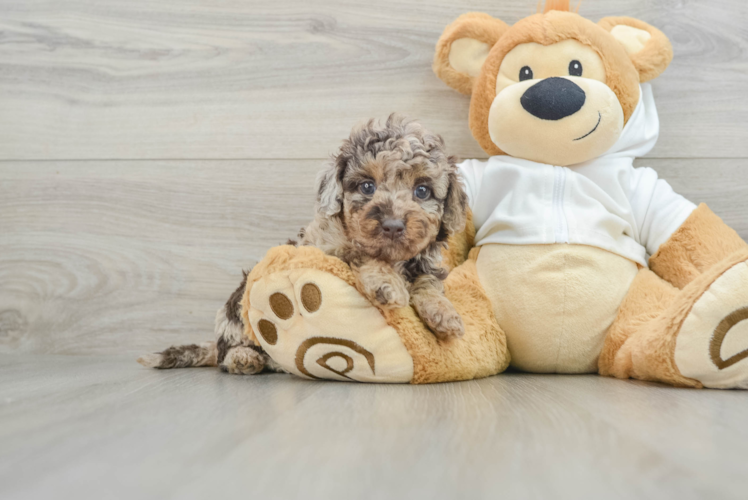 Mini Labradoodle Puppy for Adoption