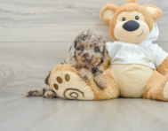 6 week old Mini Labradoodle Puppy For Sale - Lone Star Pups