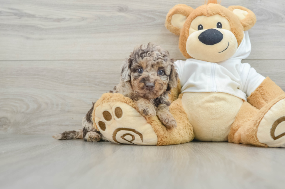 6 week old Mini Labradoodle Puppy For Sale - Lone Star Pups