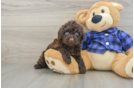 Best Mini Labradoodle Baby