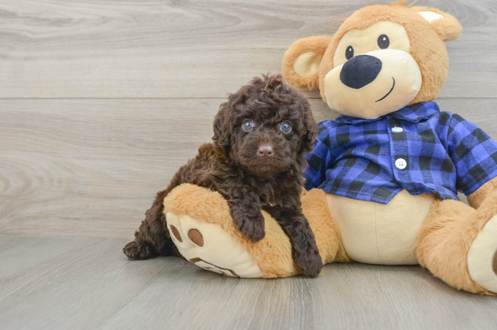 5 week old Mini Labradoodle Puppy For Sale - Lone Star Pups