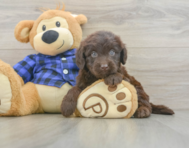 6 week old Mini Labradoodle Puppy For Sale - Lone Star Pups
