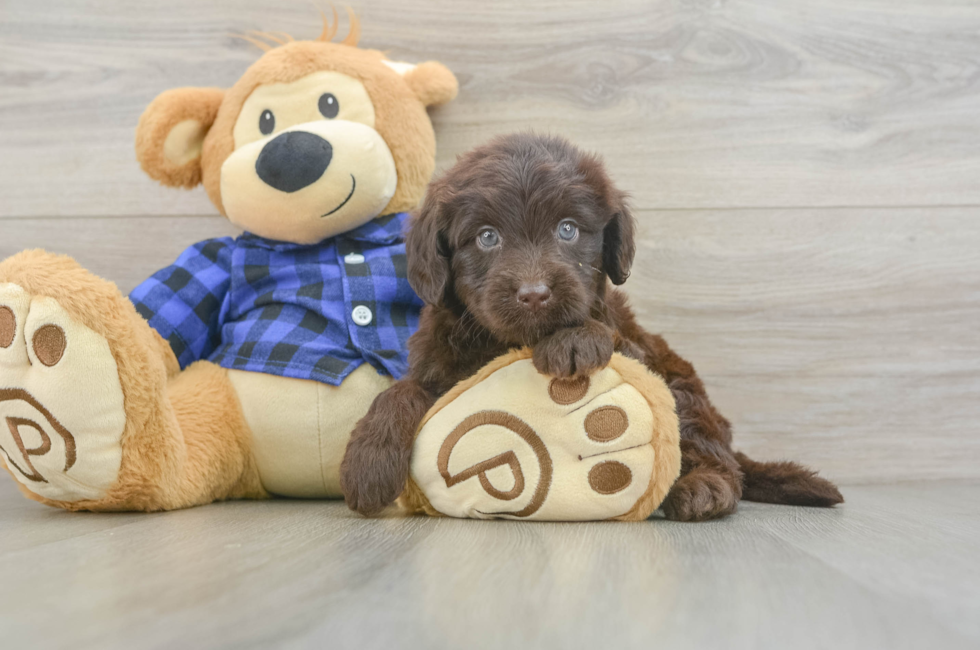 5 week old Mini Labradoodle Puppy For Sale - Lone Star Pups