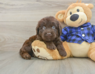 5 week old Mini Labradoodle Puppy For Sale - Lone Star Pups