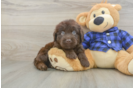 Friendly Mini Labradoodle Baby